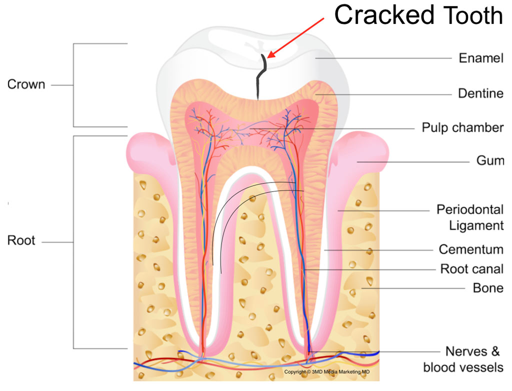 tooth anatomy diagram